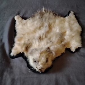 Albino Beaver Pelt Wall Hanger Carpet Table Topper
